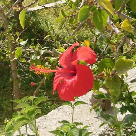 Klironomos * 洛加拉斯