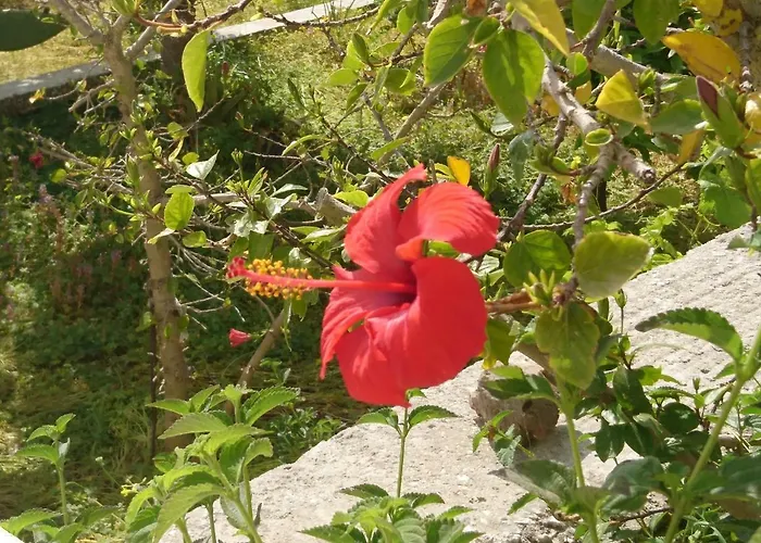 Klironomos * Logarász